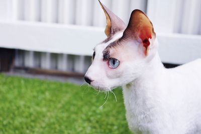 Cornish rex cat 