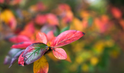 Close-up of red flowering plant during autumn