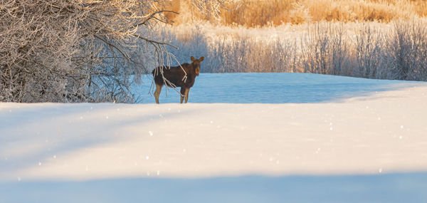 Horse running on snow covered field