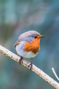 Close-up of bird perching on branch