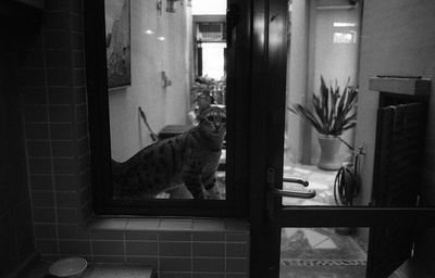 Cat looking away