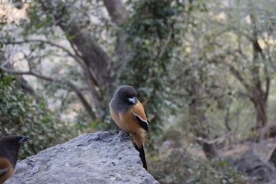 Bird perching on tree