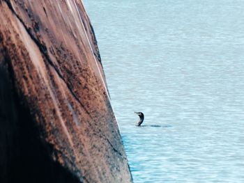 High angle view of bird swimming in sea