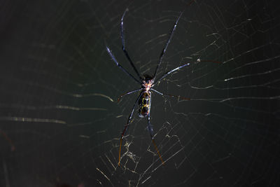 Close-up of spider on web