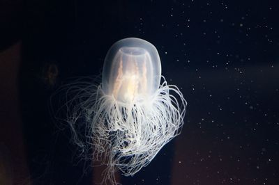 Close-up of jellyfish swimming in water against black background