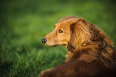 Miniature dachshund looking away while resting on grassy field