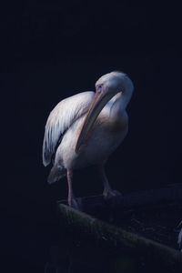 Close-up of bird perching on black background