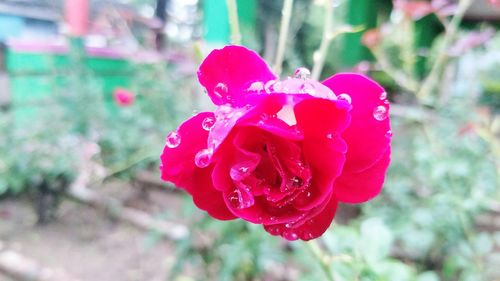 Close-up of pink rose