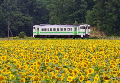 Yellow flowers on field by train