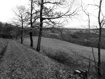 Bare trees on landscape