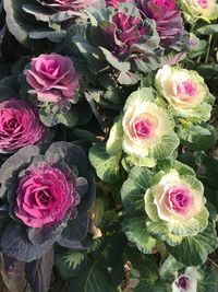 High angle view of pink roses