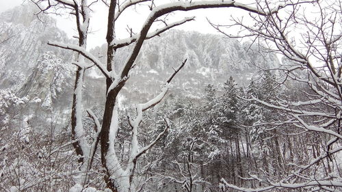 Close-up of tree branches against sky