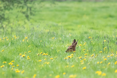 Ducks on grassy field