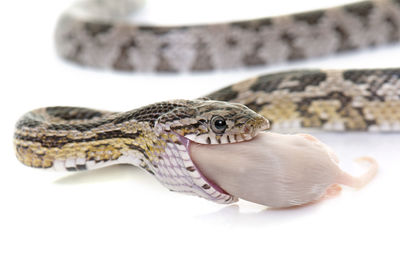 Close-up of lizard on white background