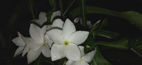 Close-up of water drops on white flowering plant