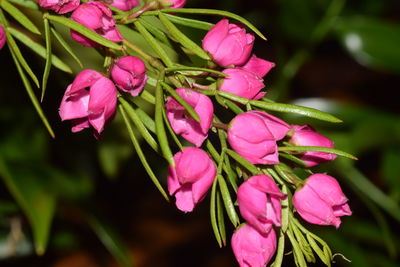 Close-up of pink flowers