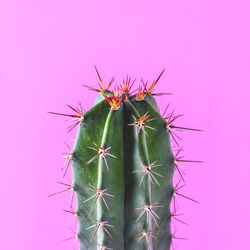 Close-up of cactus plant against gray background