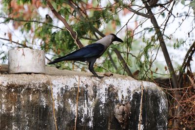 Bird perching on a tree