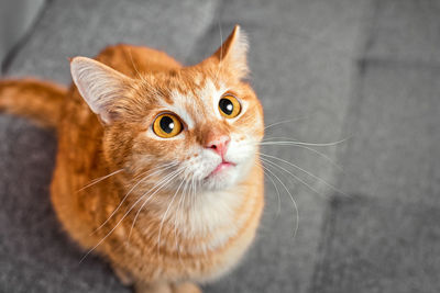 Red cat with huge round eyes on a gray background. the concept of care and education of pets