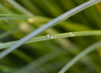 Close-up of dew on leaf