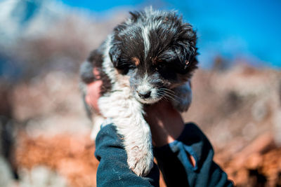 Close-up of hand holding puppy