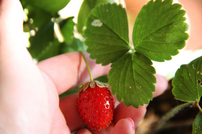 Close-up of hand holding strawberry