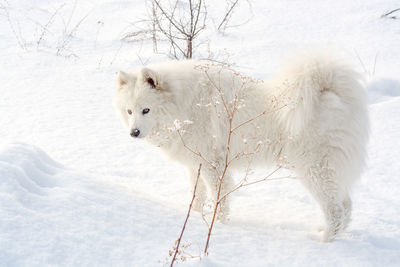 Sheep on snow covered land