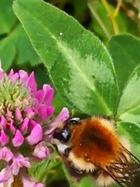 Close-up of bee pollinating on flower