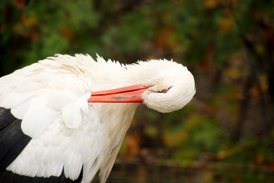 Close-up of a bird