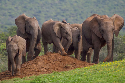 Elephants on field