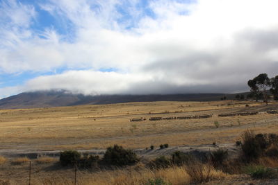 Scenic view of landscape against sky