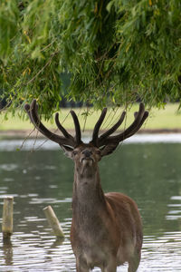 Deer standing in a lake