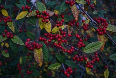 Close-up of red berries growing on tree