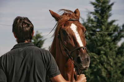 Rear view of horse