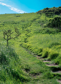 Scenic view of field against sky