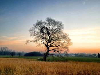 Bare trees on field against sky