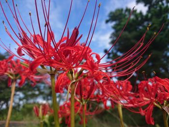 Close-up of red flowering plant