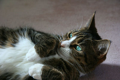 Close-up of cat relaxing