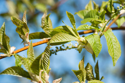 Green leaves on the branches of a plant against the sky. shallow depth of field.