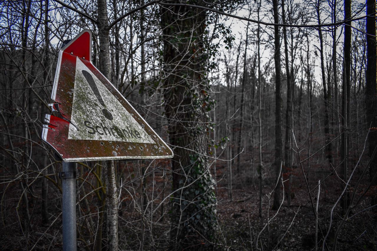 ROAD SIGN ON BARE TREE IN FOREST