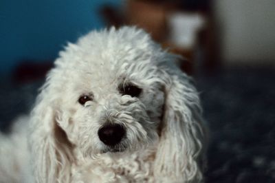 Close-up of hairy dog looking away