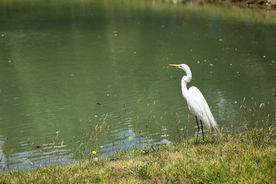 View of a bird on lakeshore