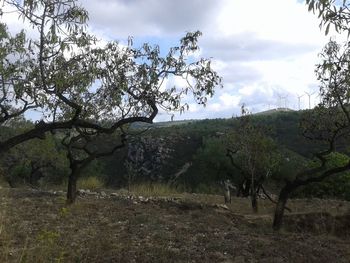 Trees on field against sky