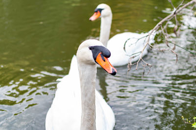 Swan swimming in lake