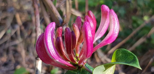 Close-up of pink rose flower