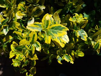 High angle view of fresh green leaves