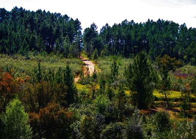 Trees growing on landscape