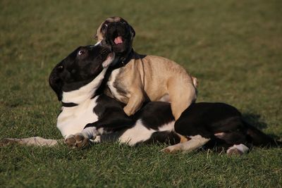 Dog relaxing on field