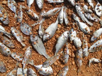 High angle view of fishes at beach