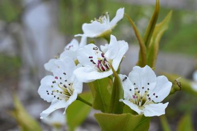 Close-up of white flowers blooming outdoors